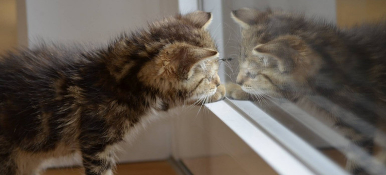 How to Fir a Cat Flap on a Wooden Door